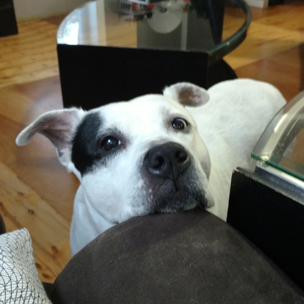 Bella - Picture 2 of 6